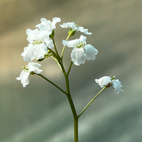 Cardamine trifolia
